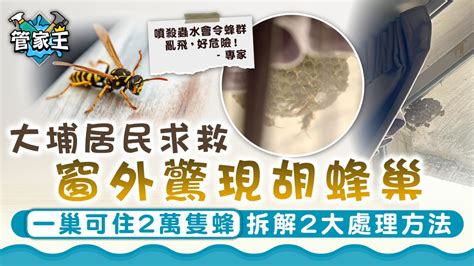 蜂來築巢|2024蜂巢處理最新指南